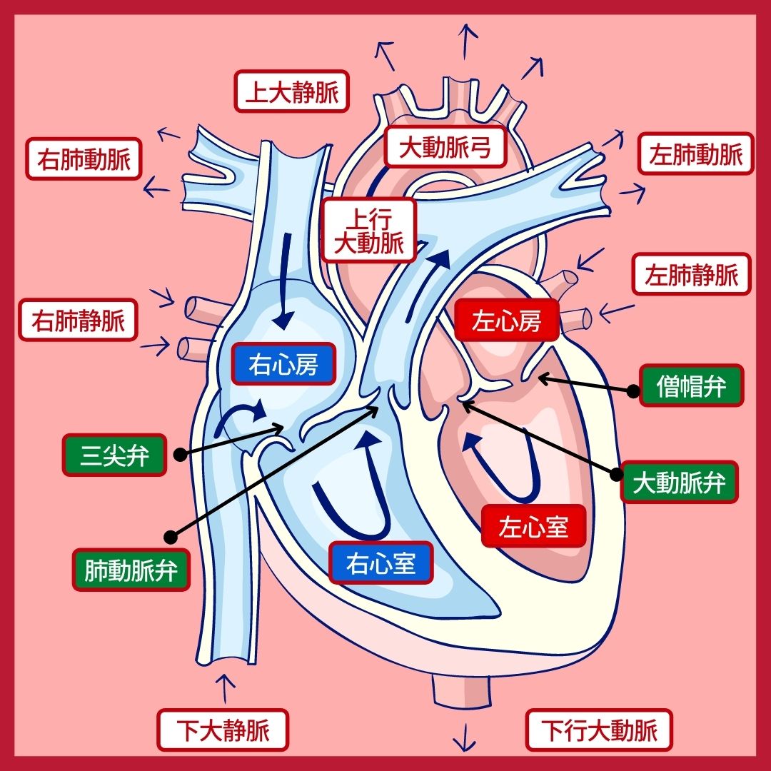 图3-1-10 左心房、左心室-人体解剖学与组织生理病理学-医学